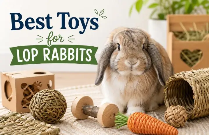 Read more about the article Best Toys for Lop Rabbits