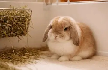 Why Is My Lop Rabbit Not Eating