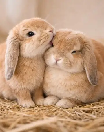 Lop Rabbit Body Language Guide: What Your Rabbit Is Actually Telling You 6 Lop Rabbit Body Language