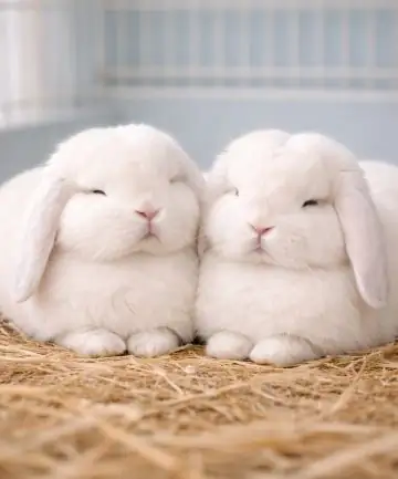 Lop Rabbit Body Language Guide: What Your Rabbit Is Actually Telling You 7 Lop Rabbit Body Language