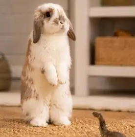 Lop Rabbit Body Language Guide: What Your Rabbit Is Actually Telling You 2 Lop Rabbit Body Language