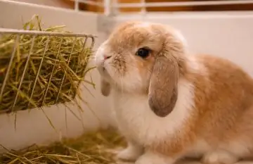 Why Is My Lop Rabbit Not Eating