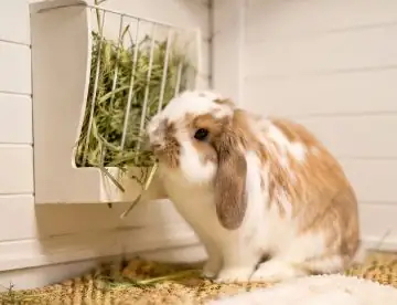 Why Is My Lop Rabbit Not Eating