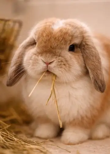 Why Is My Lop Rabbit Not Eating
